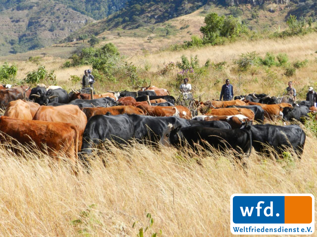 troupeau de bétail en Zimbabwe